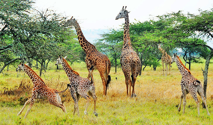 Akagera National Park Safari & Boat Ride