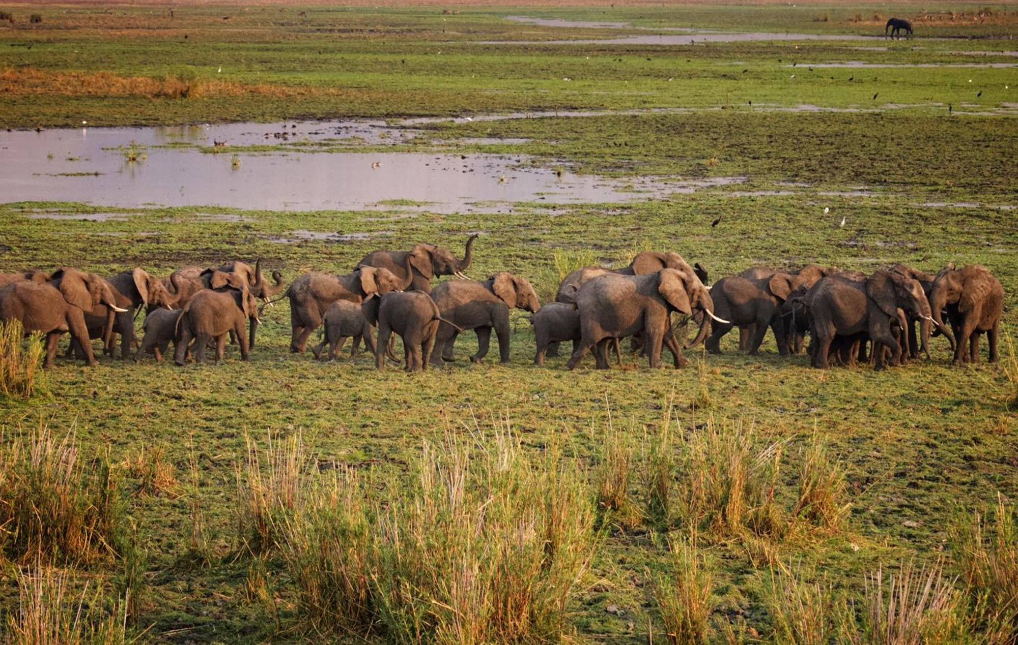 Liwonde National Park Safari & River Cruise